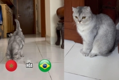 Mèo tiên tri Việt Nam dự đoán bất ngờ Brazil vs Morocco - World Cup 2026