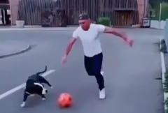 VIDEO: Chú chó gây bão vì kỹ năng đá bóng cực đỉnh