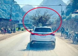 Chở đào, quất ngày Tết trên nóc ô tô: Coi chừng bị phạt tiền, trừ điểm bằng lái
