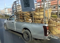 Các quốc gia trên thế giới đang quản lý xe bán tải trong thành phố như thế nào?