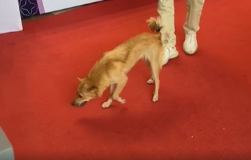 VIDEO: Sự cố hy hữu chú trong phần thi của VĐV Việt Nam