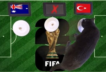 Mèo tiên tri dự đoán tỷ số Australia vs Thổ Nhĩ Kỳ: Gieo sầu cho Úc!