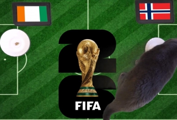 Mèo tiên tri dự đoán tỷ số Bờ Biển Ngà vs Na Uy: Viking đi tiếp!