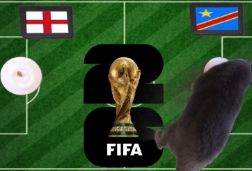 Mèo tiên tri dự đoán tỷ số Anh vs Congo: Congo tạo địa chấn tại Atlanta, 23h00 ngày 01/07/2026