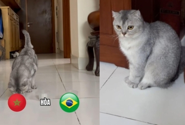 Mèo tiên tri Việt Nam dự đoán bất ngờ Brazil vs Morocco - World Cup 2026