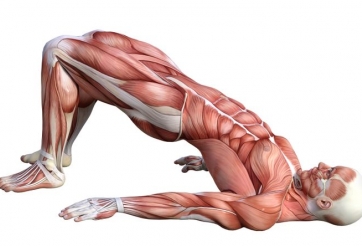 5 bài tập đơn giản giúp giảm đau lưng và săn chắc cơ bụng cùng lúc