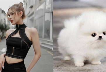 Từng phản đối việc Xemesis nuôi chó nhưng Xoài Non lại bất ngờ tậu về một bé Teacup dễ thương