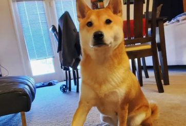 Chuyện thật như đùa, game thủ Mỹ thi đấu với ... chó