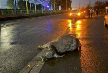 Ô tô đâm phải đàn trâu trên cao tốc: Tài xế có thể được bồi thường