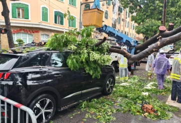 Hà Nội mưa lớn do bão Kajiki, cây cổ thụ bật gốc đè ô tô