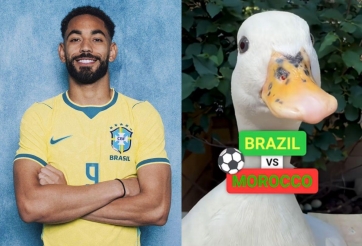 Đàn vịt đồng loạt chọn đội thắng ở đại chiến Brazil vs Ma Rốc