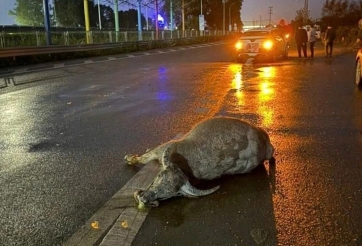 Cách xử lý khi gặp động vật trên đường: Đánh lái hay phanh gấp?