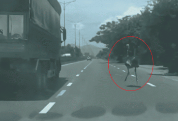 Để đà điểu chạy rông trên quốc lộ 1A, mức phạt nào đang chờ chủ vật nuôi?