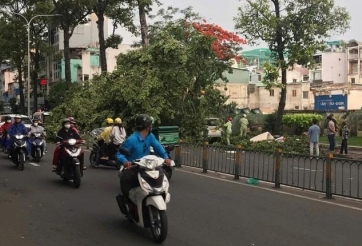 Cây bật gốc đè trúng người đi đường: Trách nhiệm thuộc về ai?