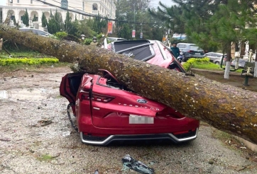 Gió lốc làm cây đổ trúng ô tô: Làm gì để tránh mất trắng tài sản?