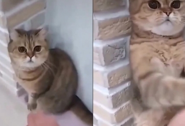 'Vịnh Xuân Mèo' tiếp chiêu với chủ nhân như trong phim võ thuật