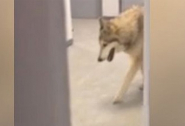 Olympic Sochi 2014: Chó sói xuất hiện ở làng VĐV