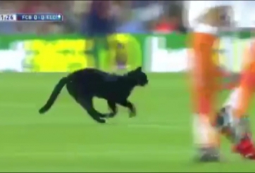 VIDEO: Bất ngờ chú Mèo xuất hiện trong trận đấu Barca vs Elche