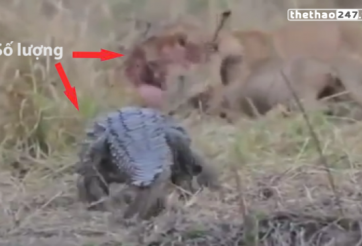 VIDEO: Cá sấu 'ăn đủ' vì đơn độc tấn công bầy sư tử
