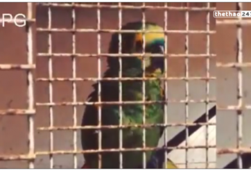 VIDEO: Vẹt nhà hò hét ăn mừng mỗi khi Falcao ghi bàn