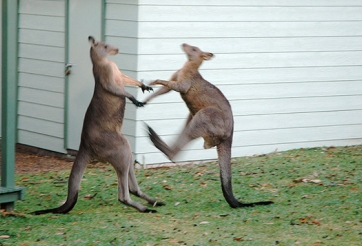VIDEO: Màn đấu boxing đầy kịch tính giữa 2 chú kangaroos