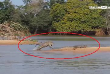 VIDEO: Báo Jaguar vượt sông làm thịt cá sấu