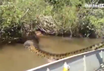 VIDEO: Người đàn ông liều lĩnh dùng tay không bắt trăn khổng lồ