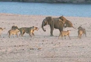 VIDEO: Voi con một mình đối đầu với bầy sư tử đói