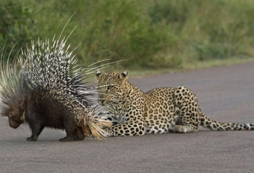VIDEO: Báo và sư tử săn nhím khác nhau như thế nào