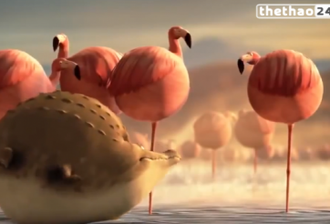 VIDEO: Khi các loài động vật hoang dã đều ...tròn vo