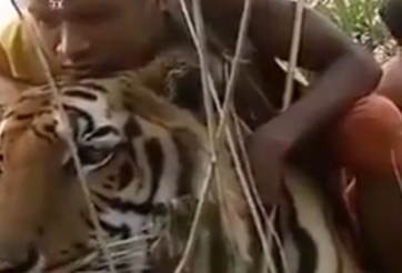 VIDEO: Nhà sư Thái Lan dắt hổ đi dạo như... cún cưng