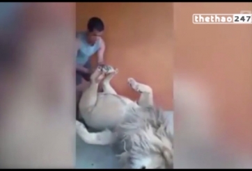 VIDEO: Thanh niên ''cứng'' cả gan ''cù chân'' sư tử