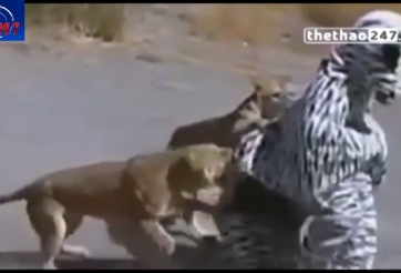 VIDEO: Đóng giả ngựa vằn ''trêu'' sư tử, 2 thanh niên suýt mất mạng