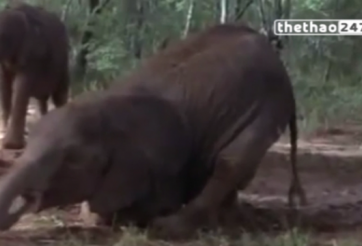 VIDEO: Khi các loài động vật hoang dã ...say sỉn