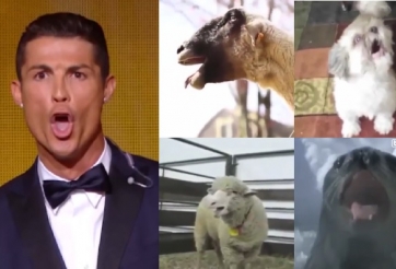 Video clip chế: Các loài động vật bắt chước tiếng 'hú' của Ronaldo
