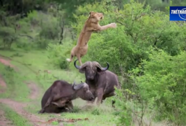 VIDEO: Cứu đồng loại - trâu rừng húc sư tử bay như chim