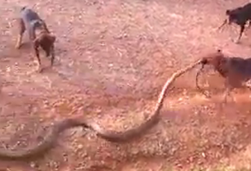 VIDEO: Cuộc chiến không khoan nhượng giữa bầy chó và rắn hổ mang khổng lồ