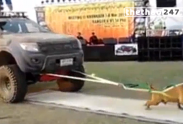 VIDEO: Chú chó lực sĩ kéo 2 chiếc xe bán tải một lúc