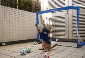 VIDEO: Chú chó dễ thương bắt gôn siêu hài hước