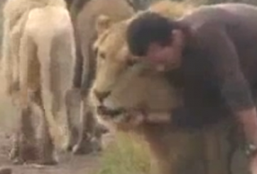 VIDEO: Sốc với người đàn ông vui đùa với bầy sư tử