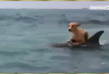 VIDEO: Cá heo liều lĩnh đối đầu cá mập để cứu 1 chú chó