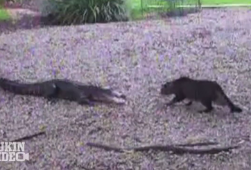 VIDEO: Cuộc chiến không cân sức giữa cá sấu và mèo nhà