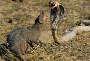 VIDEO: Cái kết của Rắn hổ mang khi đấu với Chồn hương