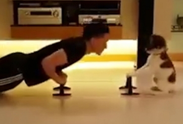 VIDEO: Hài hước với màn dạy thú cưng tập chống đẩy