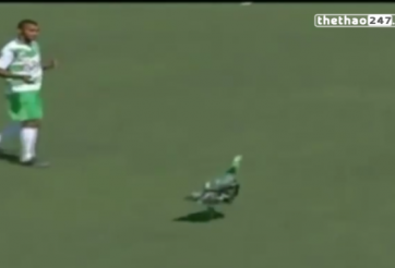 VIDEO: Trận đấu bị gián đoạn vì có 1 chú gà chạy vào sân phá đám