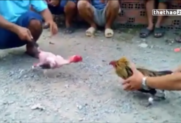 VIDEO: Trận đấu chọi gà siêu kịch tính và cái kết bất ngờ