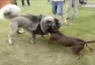 VIDEO: Đại chiến kinh hoàng giữa pitbull và chó ngao Tây Tạng