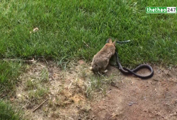 VIDEO: Cuộc chiến không khoan nhượng giữa Thỏ và Rắn