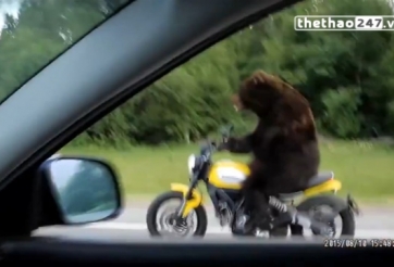 VIDEO: Giật mình chú gấu lái xe mô tô giữa đường