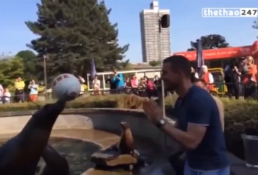 VIDEO: Màn so tài thú vị giữa Lukas Podolski với hải cẩu